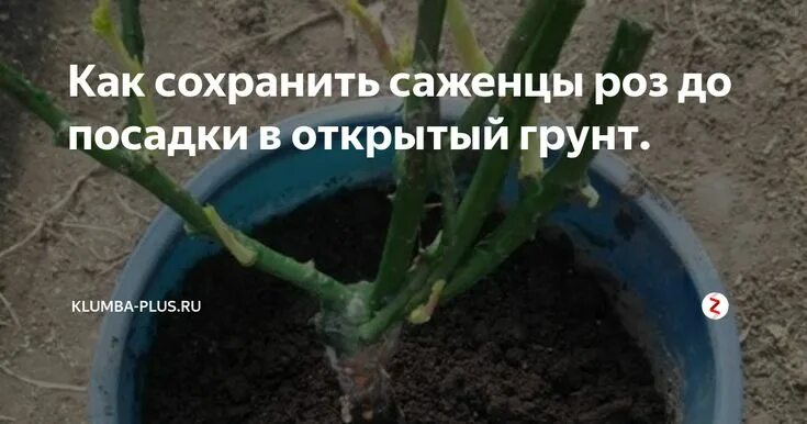 Черенок розы флорибунда. Саженцы роз окс. Саженцы штамбовых роз. Посадка чайно гибридных роз. Посадка роз весной в открытый грунт с открытой корневой.