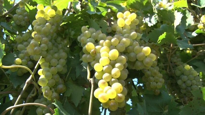 Сорт кубань. Виноград кубань. хихви сорт винограда. виноград темрюк. темрюк виноградники.