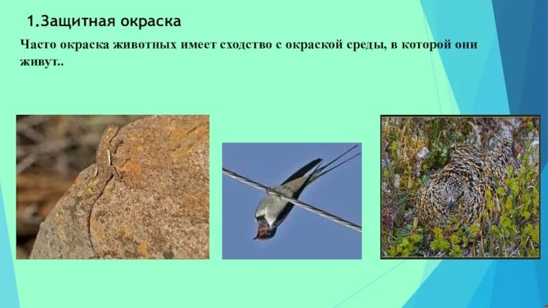 Защитная окраска животных 3 класс. Защитная окраска животных окружающий мир. защитная окраска животных презентация. маскировочная окраска животных примеры. виды маскировки у животных.