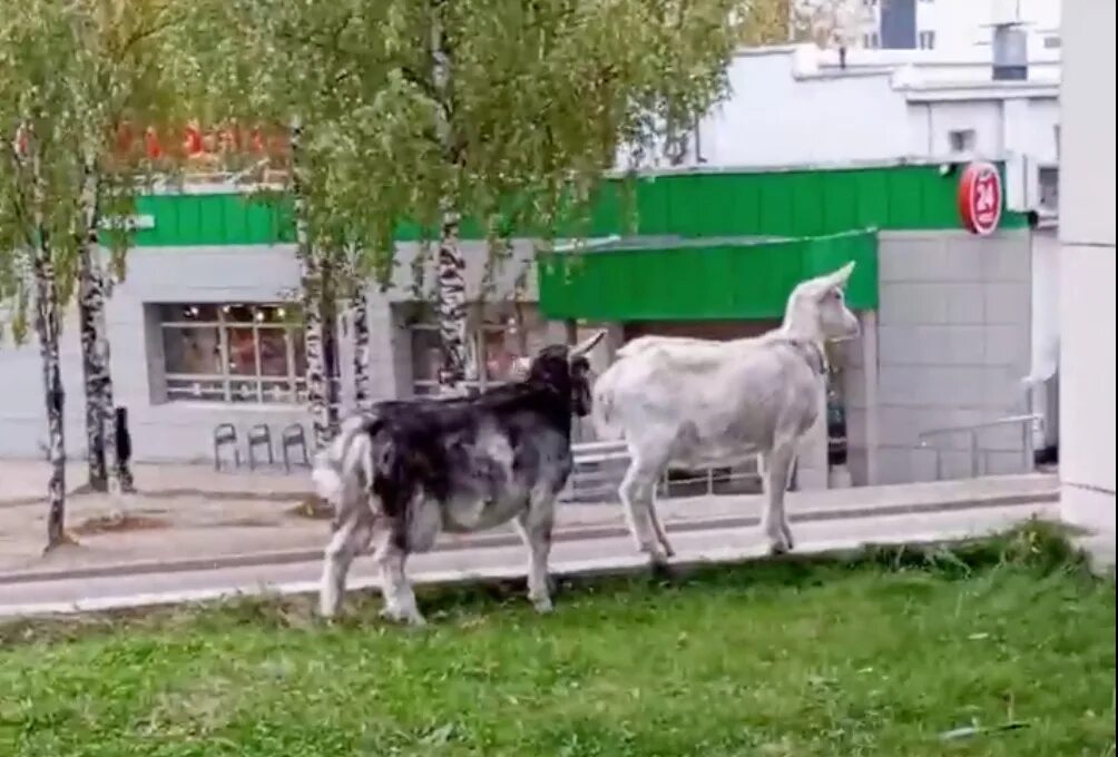 Дом 2 коза. Две козы кафе комендантский. дикая коза якутии. свадьба двух коз.
