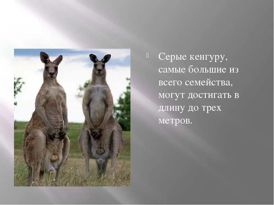 Кенгуру описание. Происхождение слова кенгуру. Информация о кенгуру в австралии. Кенгуру интересное. Животные которые обитают в австралии.