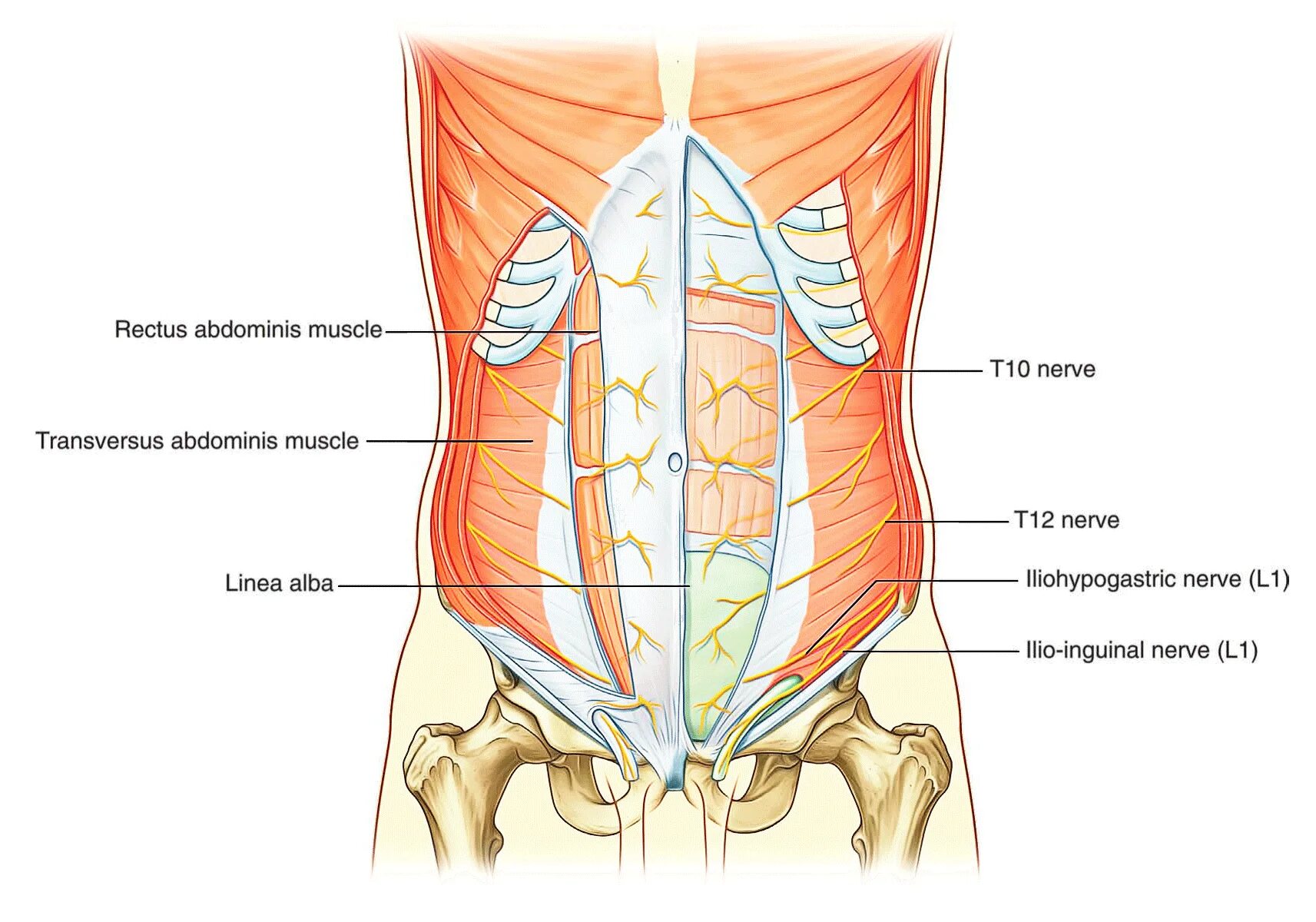 Области на поверхности живота. Передняя брюшная стенка иннервация. M transversus abdominis начало. Прямая мышца живота иннервация. Иннервация передней брюшной стенки.