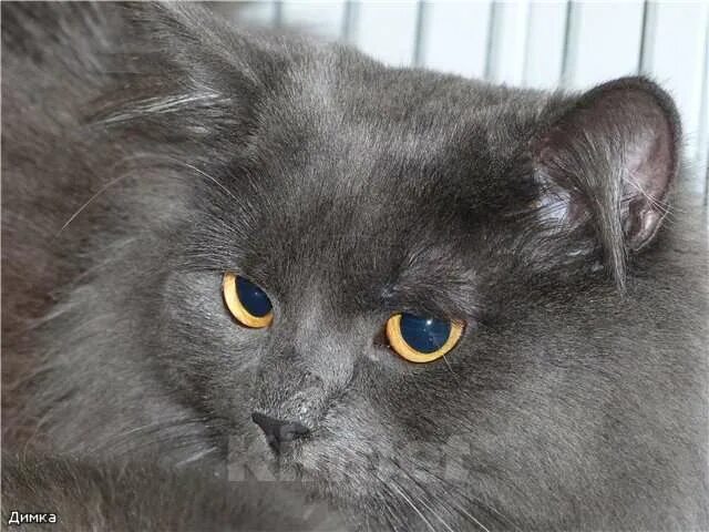 Кот дымчатого окраса
