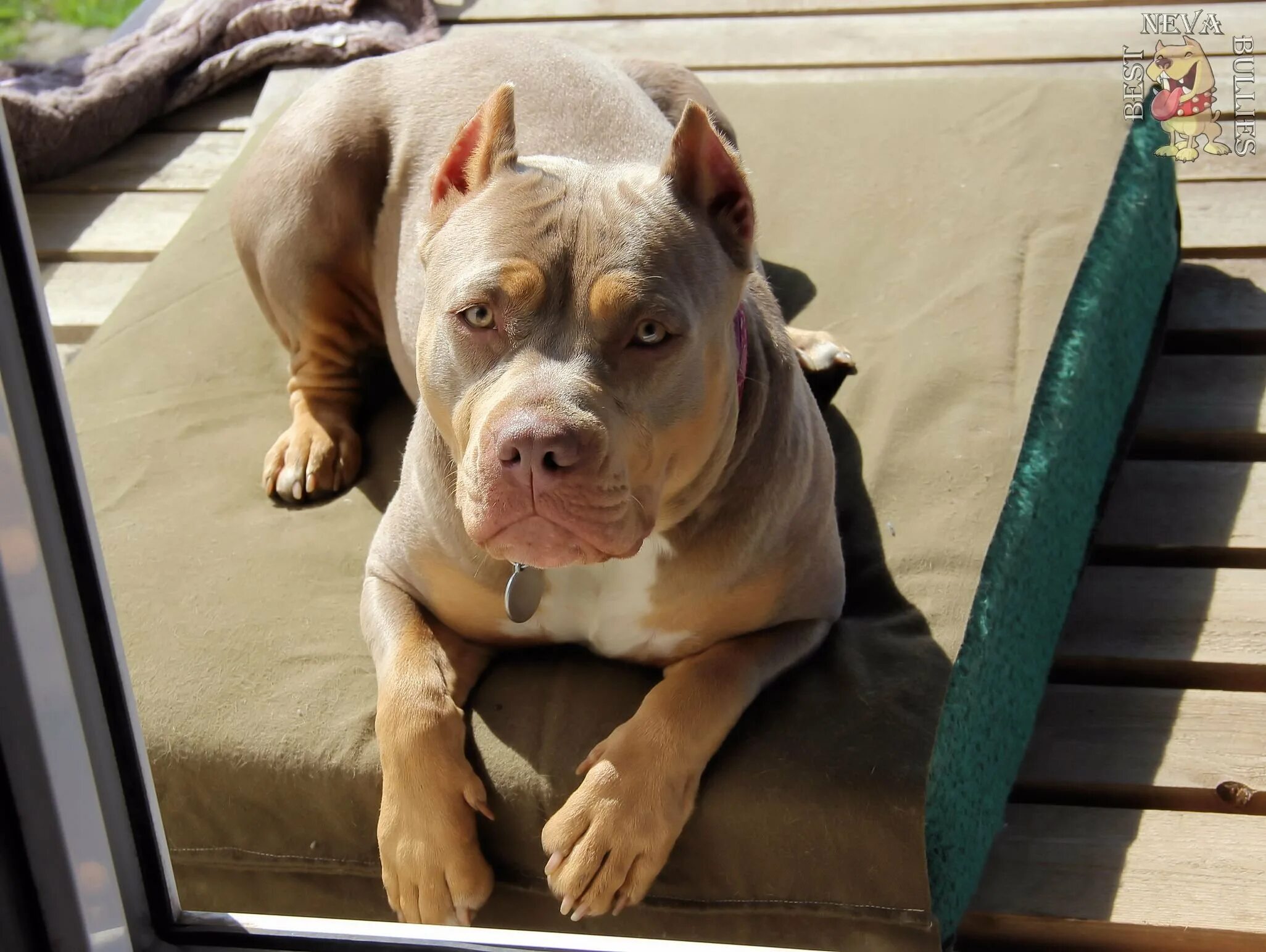 Best bully