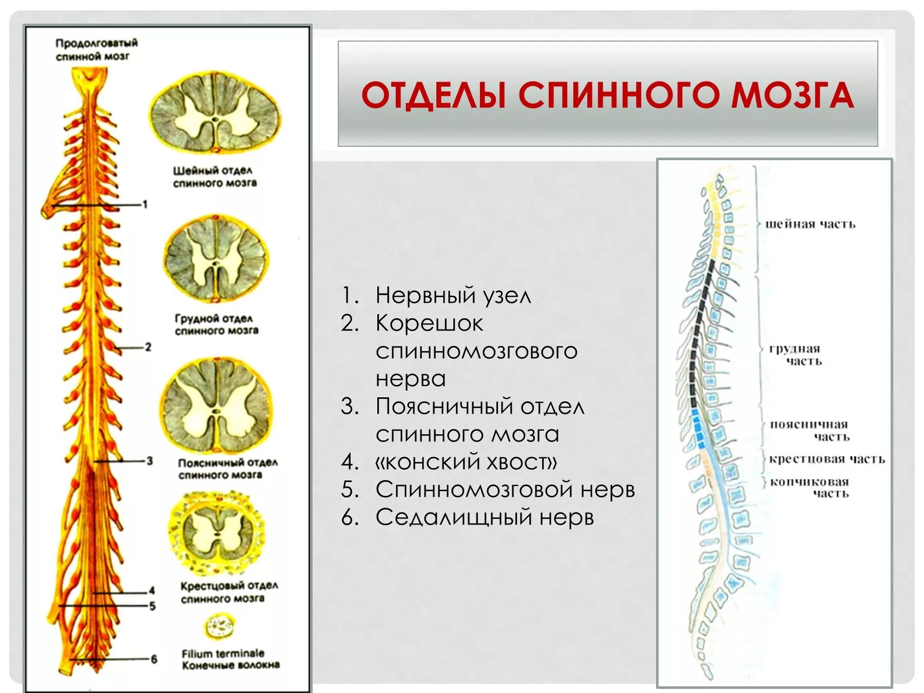 Дайте характеристику спинного мозга. Перечислите отделы спинного мозга. Отделы спинного мозга строение и функции. Спинной мозг шейный отдел анатомия. Шейный отдел спинного мозга строение.