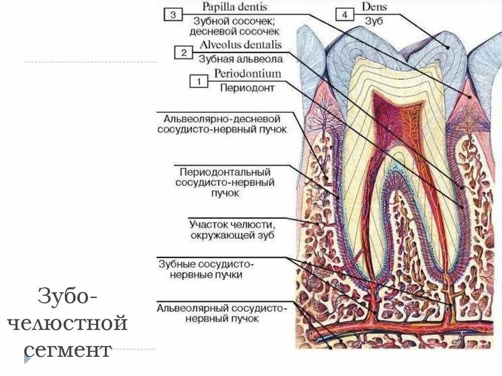Стенка зубной альвеолы гистология. Магистральный сосудисто нервный пучок зуба. Нервно сосудистый пучок зуба. Альвеолярная десна