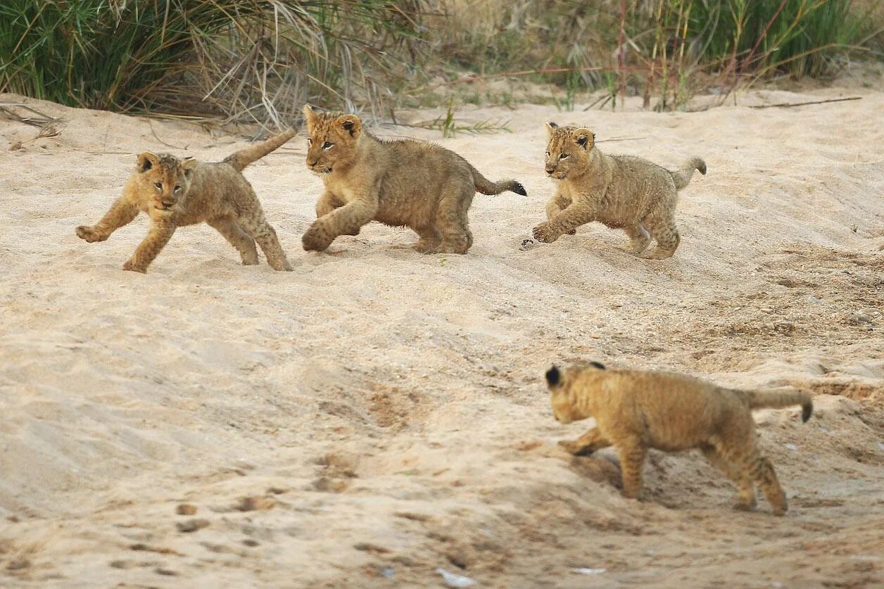 Игровое поведение млекопитающих. Львята играются. Африканский Львенок. Львята дерутся. Львенок бегает.
