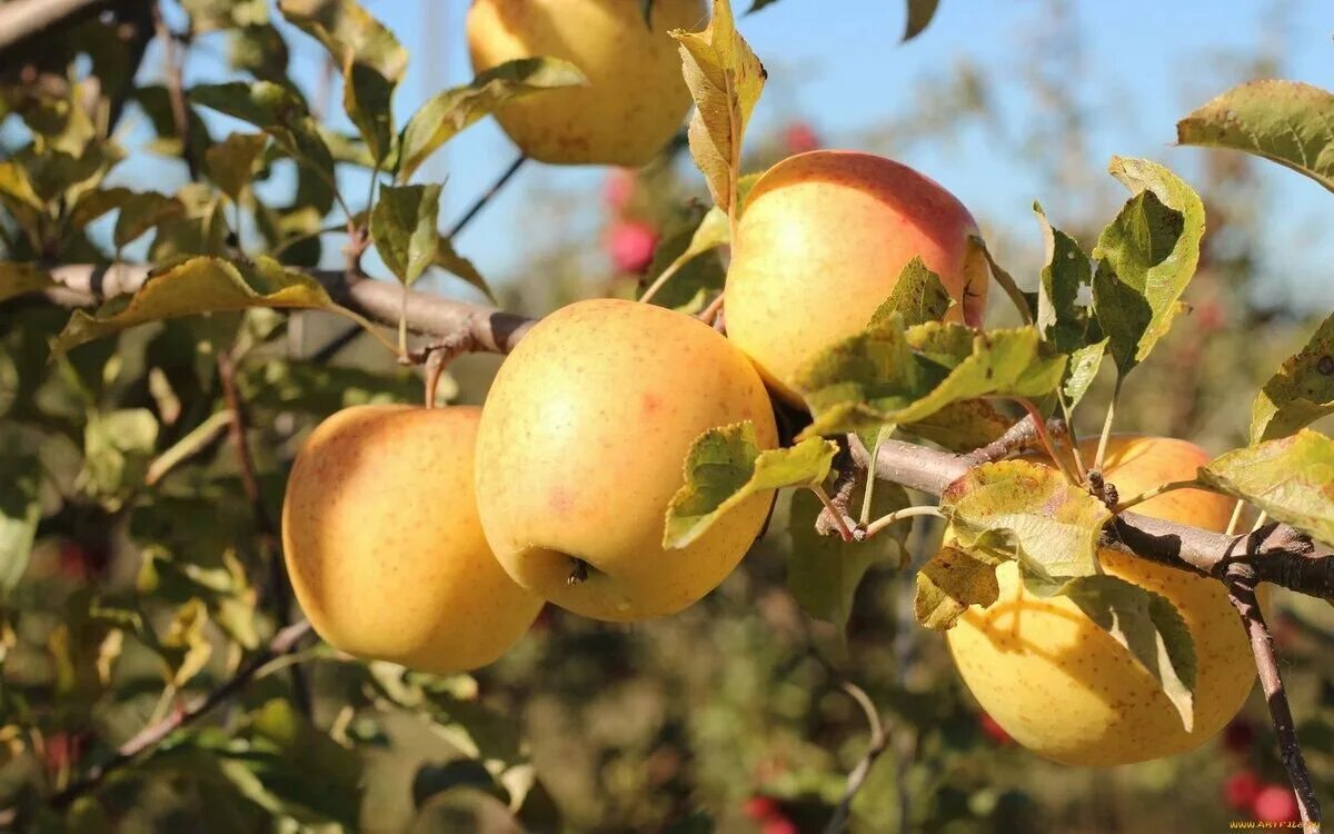 Яблонька осенью. Яблоня кушнаренковское осеннее. Яблоня в саду. Яблоки осенью. Яблонька осенью.