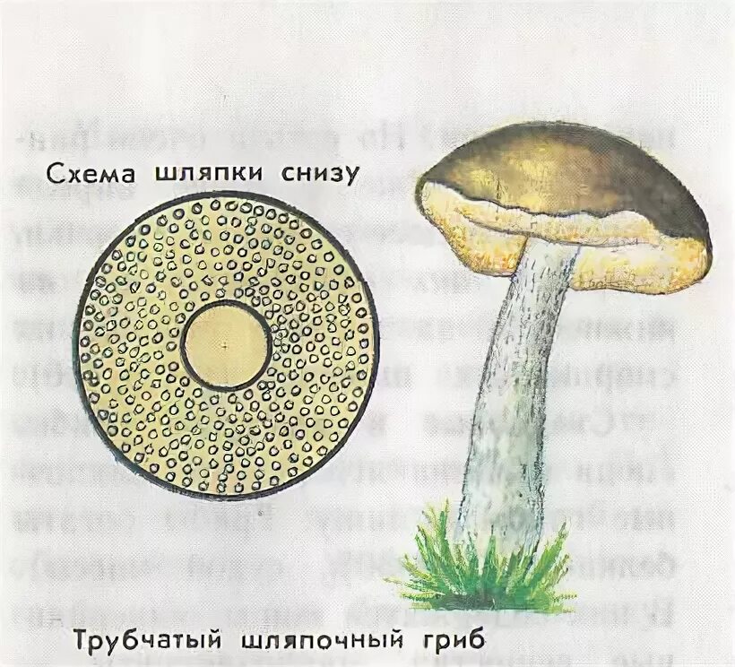 Строение шляпки трубчатого гриба. Трубчатые грибы строение шляпки снизу. Грибы строение шляпочных грибов. Пластинчатые и трубчатые грибы строение.