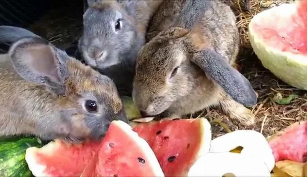 Можно кролику яблоко. Еда для кроликов. Кролик кушает. Что едят кролики. Фото еды кролика.
