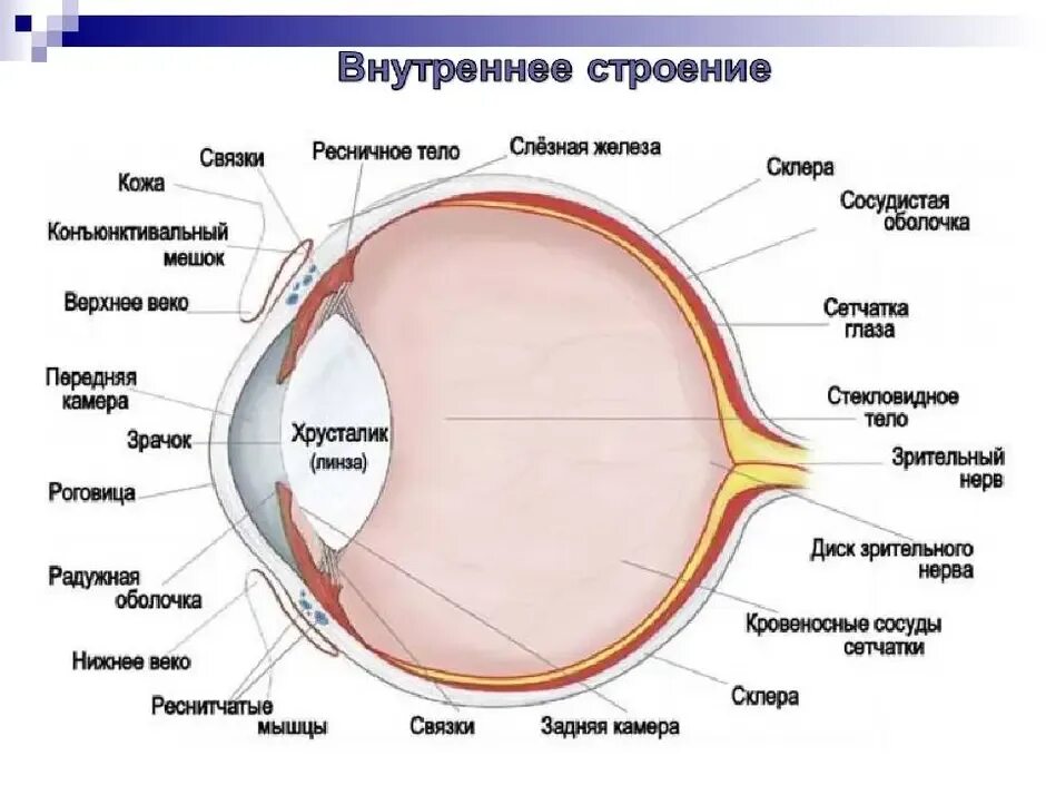 Обозначьте на рисунке строение глаза. Строение глазного яблока человека анатомия. Строение глаза сбоку. Строение глазного яблока физиология. Внутреннее строение глазного яблока анатомия.