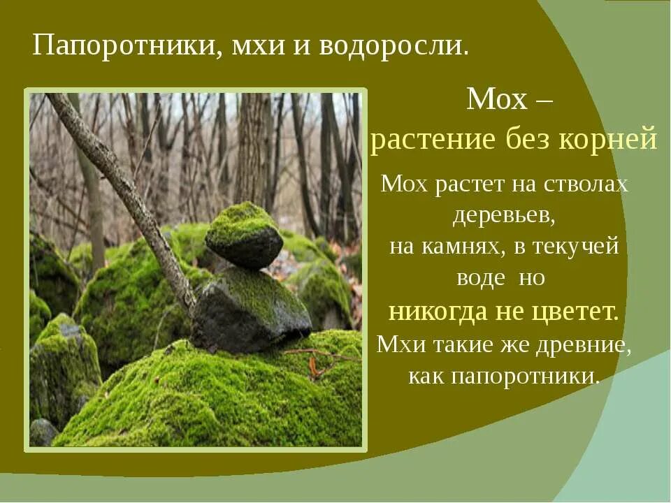 Мох чем отличаются. Мхи и папоротники. Водоросли. Мхи. Мхи папоротники водоросли 2 класс. Папоротникообразные и мхи.