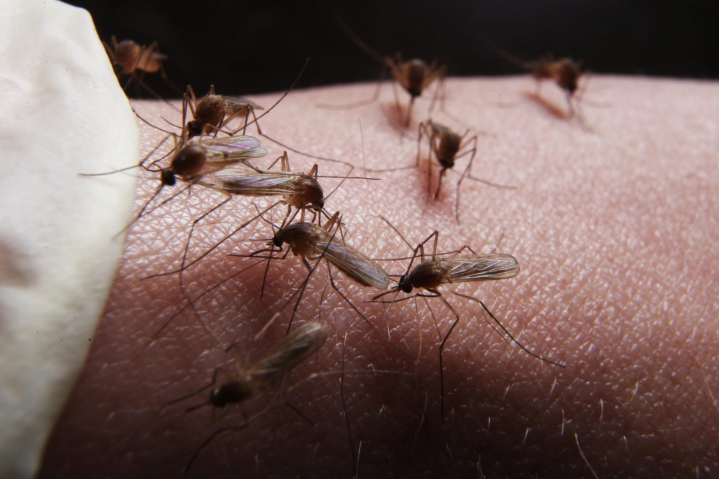 Комары к чему снятся в большом количестве. Укусы москитов комаров мошек. Гнус Рой.