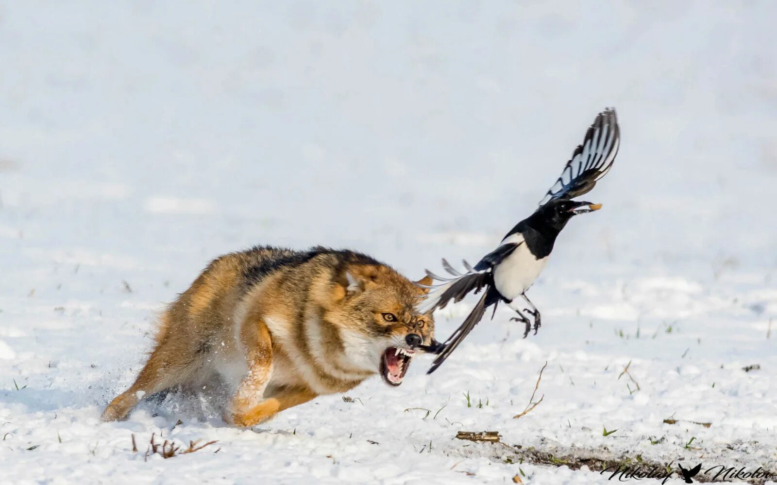 Охота на лису волка. Лиса охотится. Лиса охотится на птиц.