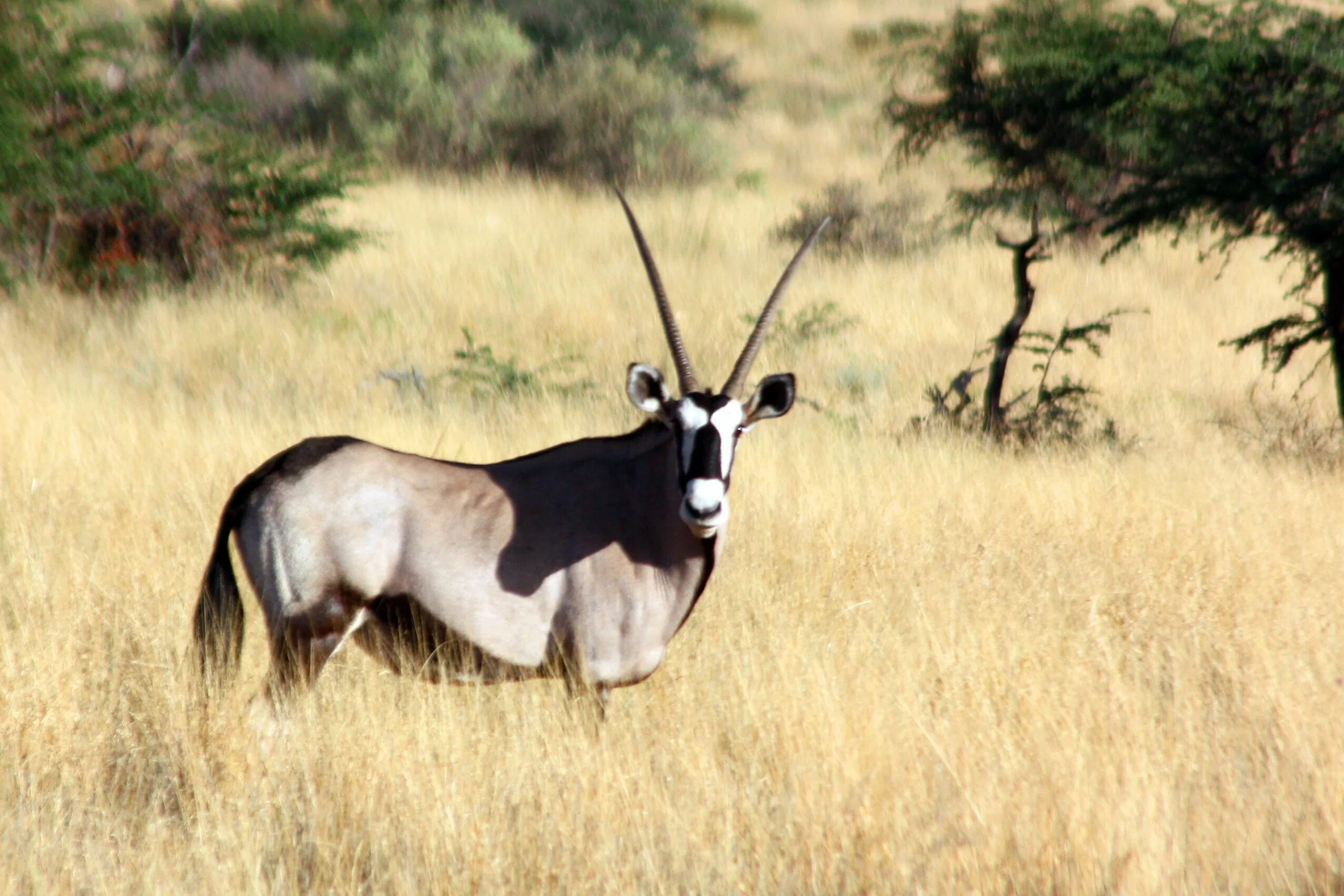 Национальный парк Калахари Гемсбок. Гемсбок, южноафриканский Орикс. Гемсбок (Орикс-Газелла). Орикс Бейза. Гну сканворд
