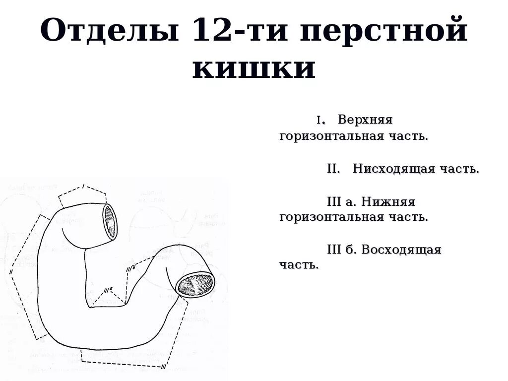 12 п кишка. Части 12 перстной кишки анатомия. Строение 12 перстной кишки анатомия. Отделы двенадцатиперстной кишки схема. Отделы 12 перстной кишки анатомия.