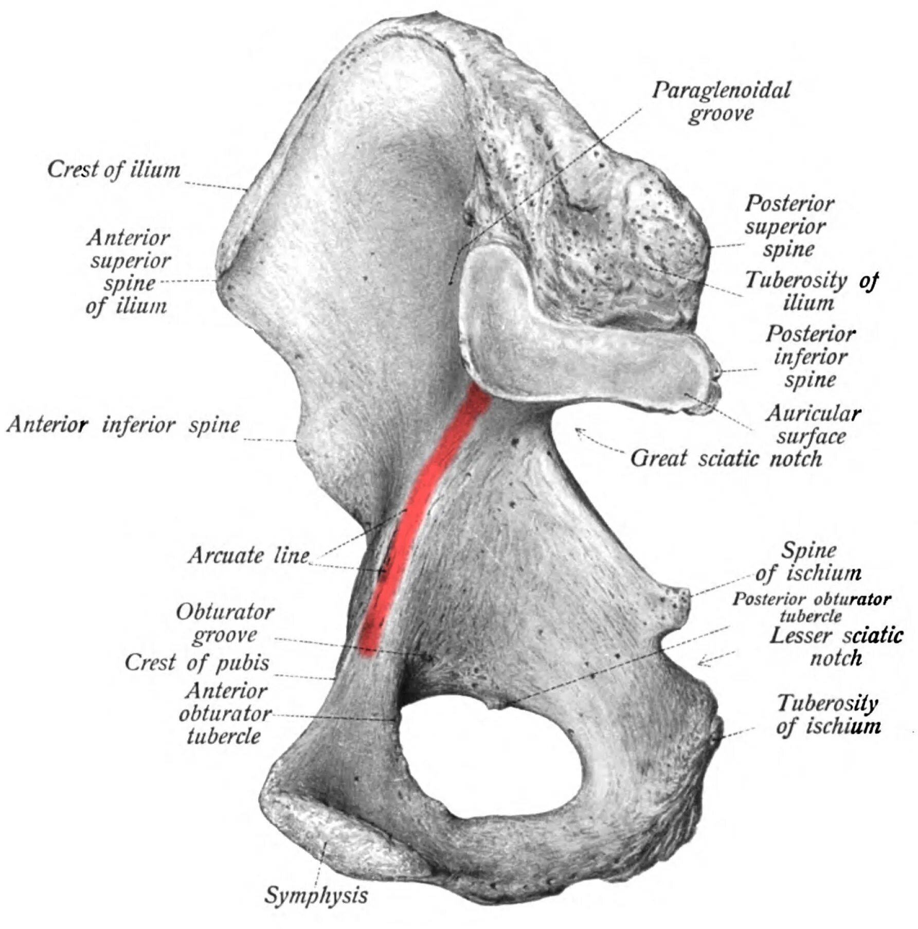 Линия Аркуата подвздошная кость. Подвздошная кость внутренняя поверхность. Тазовая кость анатомия Синельников. Линия Аркуата подвздошной кости.