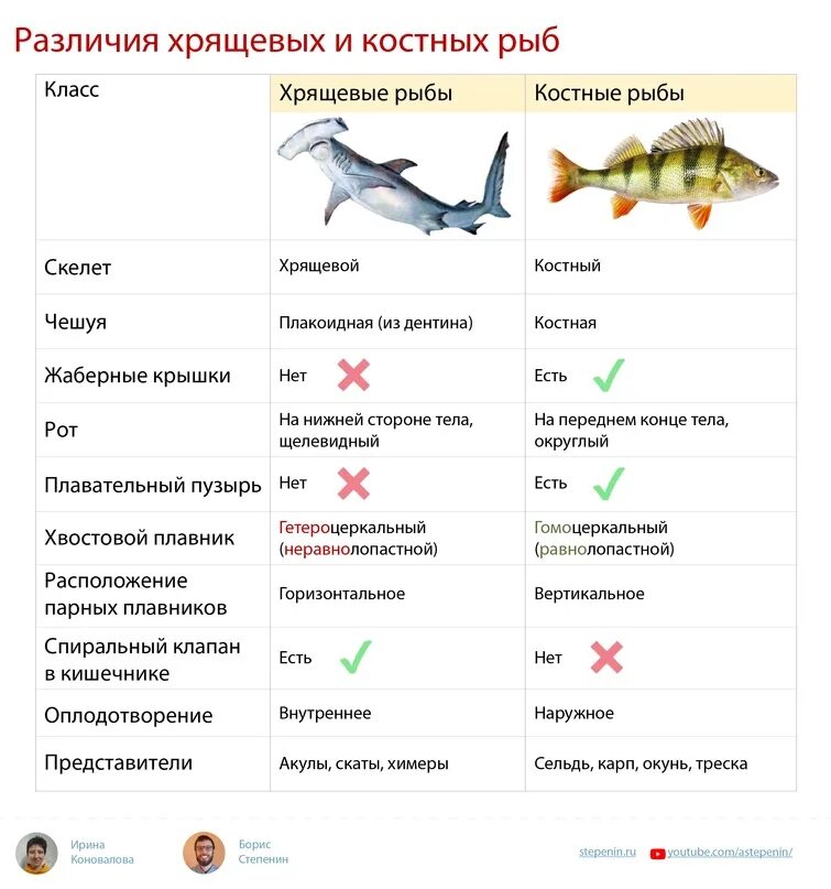 Рыба различие. Класс рыбы таблица. Различия классов рыб. Класс хрящевые рыбы и костные рыбы. Таблица по классам рыб.