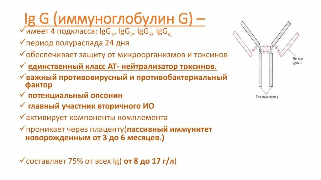 Функции иммуноглобулины g4. Иммуноглобулин функции ig. Иммуноглобулины g1 и g2. Иммуноглобулин м IGM 4. Иммуноглобулин g о чем говорит