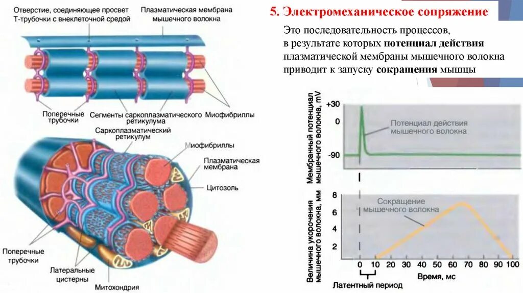 Мембрана мышечного волокна. Пороговый потенциал скелетной мышцы. Сокращение скелетных мышц. Механизм сокращения мышечного волокна.