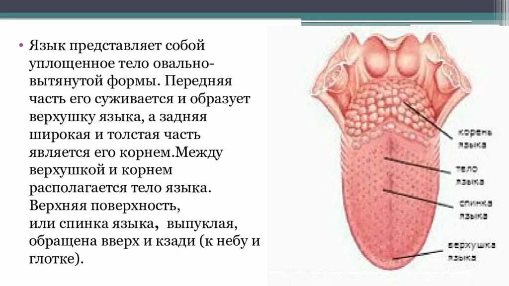 Корневые языки