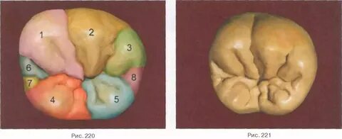 Зуб 26 анатомия - Зуб рисунок анатомия. onogtyah.ru