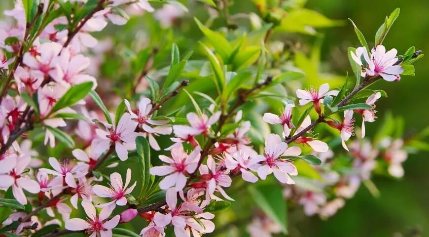 Миндаль простой. Миндаль обыкновенный (Amygdalus communis). Миндаль обыкновенный (Amygdalus communis l.). Миндаль обыкновенный (Prunus Dulcis). (Миндаль обыкновенный) ЛРС.