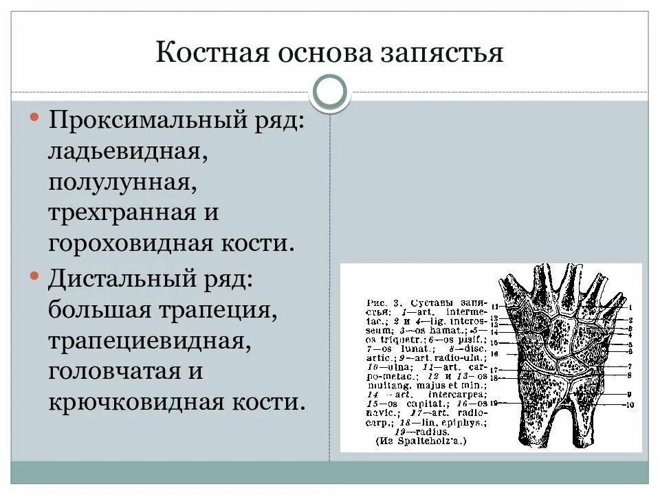 Кости дистального ряда запястья. Проксимальный ряд костей запястья. Кости запястья проксимальный и дистальный ряд. Дистальный ряд костей запястья. Ряд костей запястья