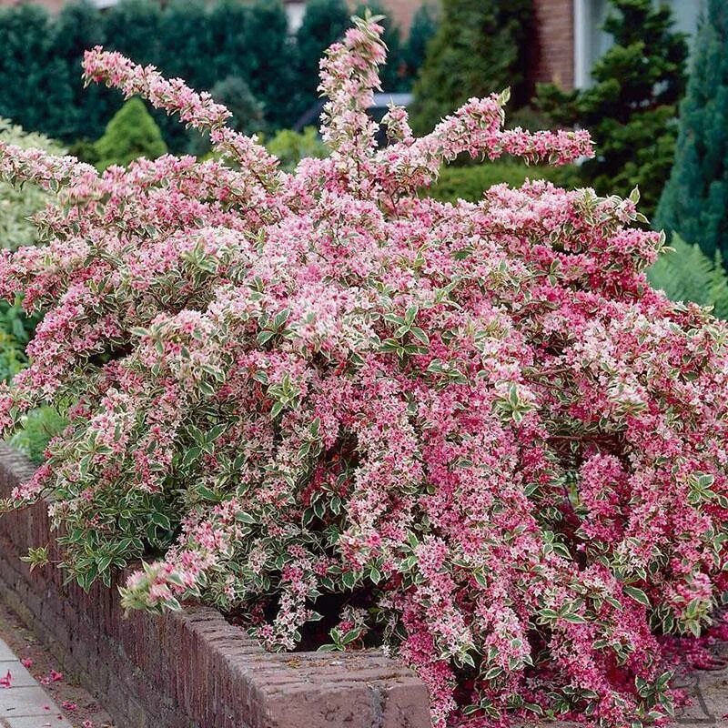 Бересклет крылатый компактус. Вереск calluna vulgaris. Бересклет крылатый чикаго файер. Вейгела древовидная. Кустарник зимостойкий.