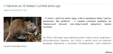 Крыса перевод
