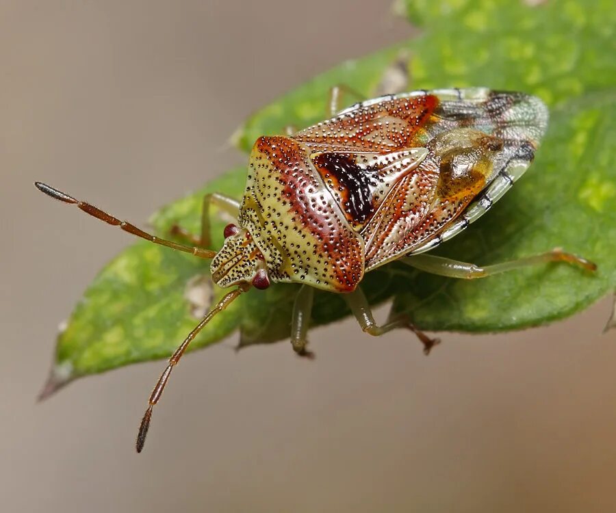 древесный клоп щитник серый. клоп краевик. Dolycoris baccarum - щитник ягодный. клоп щитник красноногий. древесный клоп щитник серый.
