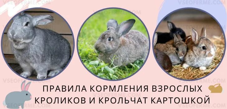 Можно ли кроликам давать картошку. Кролик с картофелем. Можно давать кроликам картошку. Можно ли кормить кроликов картошкой.