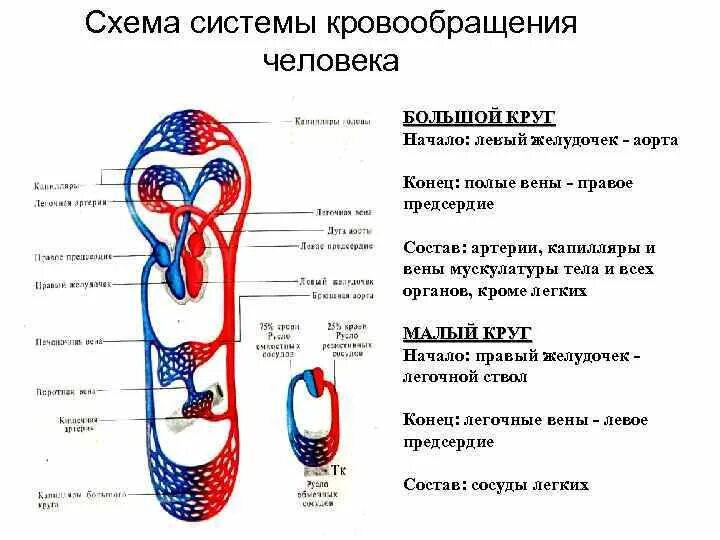 Схема большого и малого круга кровообращения человека. Артерии кругов кровообращения схема. Круги кровообращения большой круг малый круг. Малый и большой круг кровообращения человека схема анатомия. Порядок малого круга кровообращения