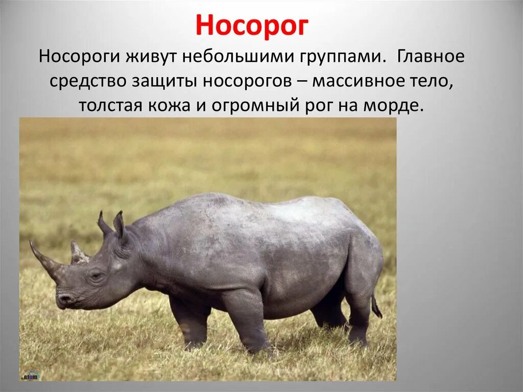 Носорог какая группа. Животные африки. животные носорог. картинки животных африки. информация о носороге.