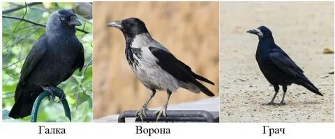 Чему ворон и ворона похожи