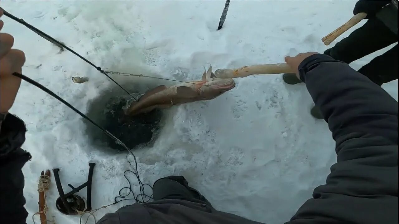 Не диалоги о рыбалке последние съемки якутия. Это не диалоги о рыбалке видео 2023. Диалоги о рыбалке. Зимняя рыбалка на братском водохранилище 2022 -2023. Туруханский район ,это не диалоги о рыбалке.