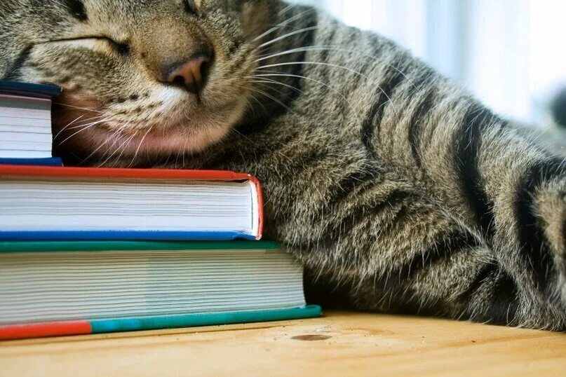 6 уроков задали. Умные коты. Кот с книгой. Кошка с книжкой. Книги про кошек.