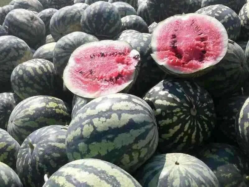 воронежские арбузы. обливская арбузы фото. торговля арбузами. ростовские арбузы. арбуз.