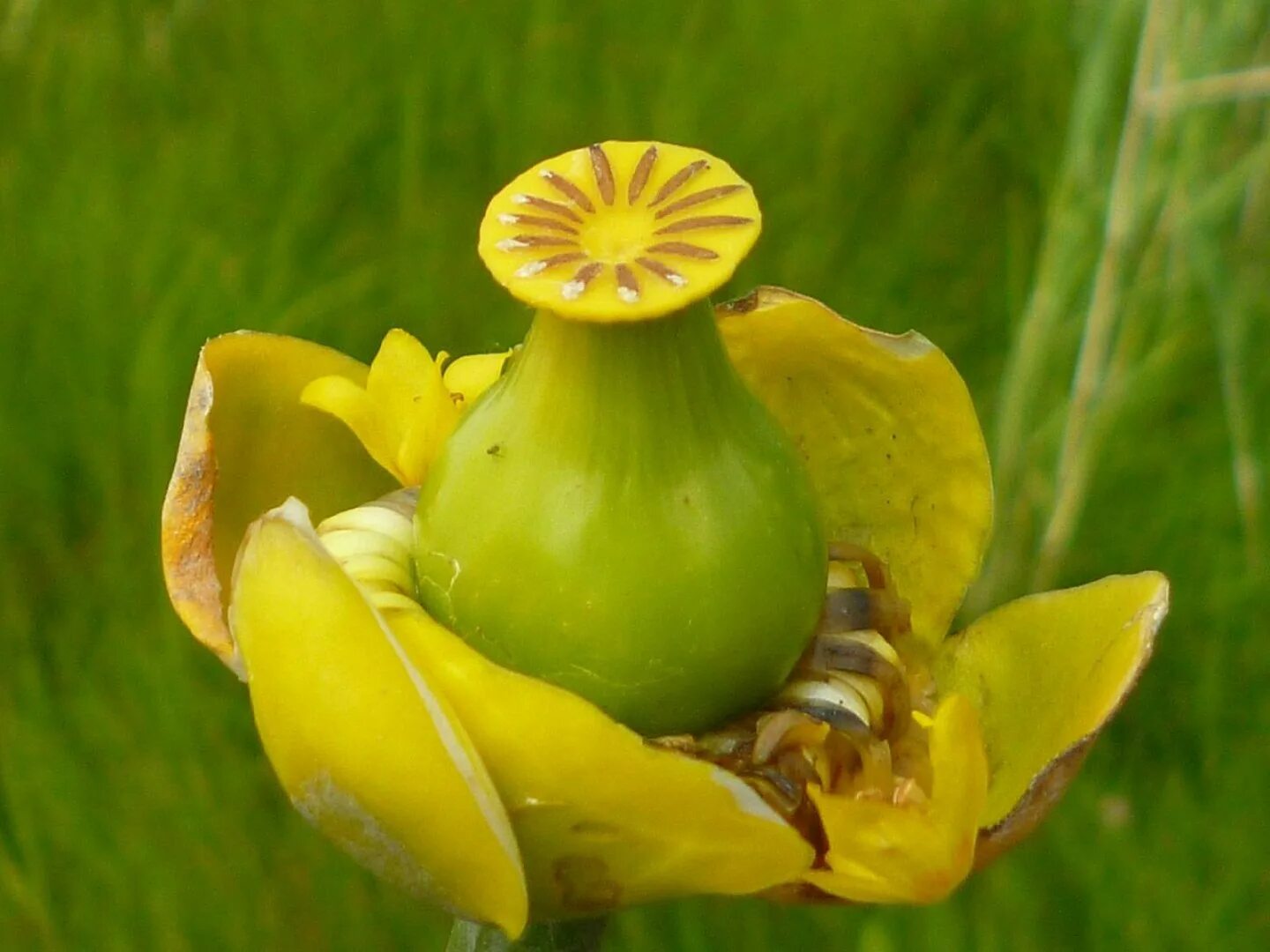 Кубышка (Nuphar). Кувшинка желтая кубышка. Кубышка желтая водяная Лилия. Кубышка жёлтая малая. Кубышка гигантская