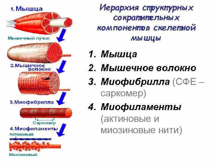 Последовательность мышечных элементов. Строение мышечного волокна и мышечное сокращение\. Иерархия строения скелетной мышцы физиология. Строение мышечной клетки физиология. Механизм сокращения мышечного волокна анатомия.