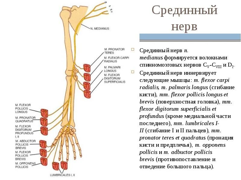 Срединный нерв иннервирует мышцы предплечья. Срединный нерв иннервация мышц. Отметьте область иннервации срединного нерва:. Срединный нерв топография.