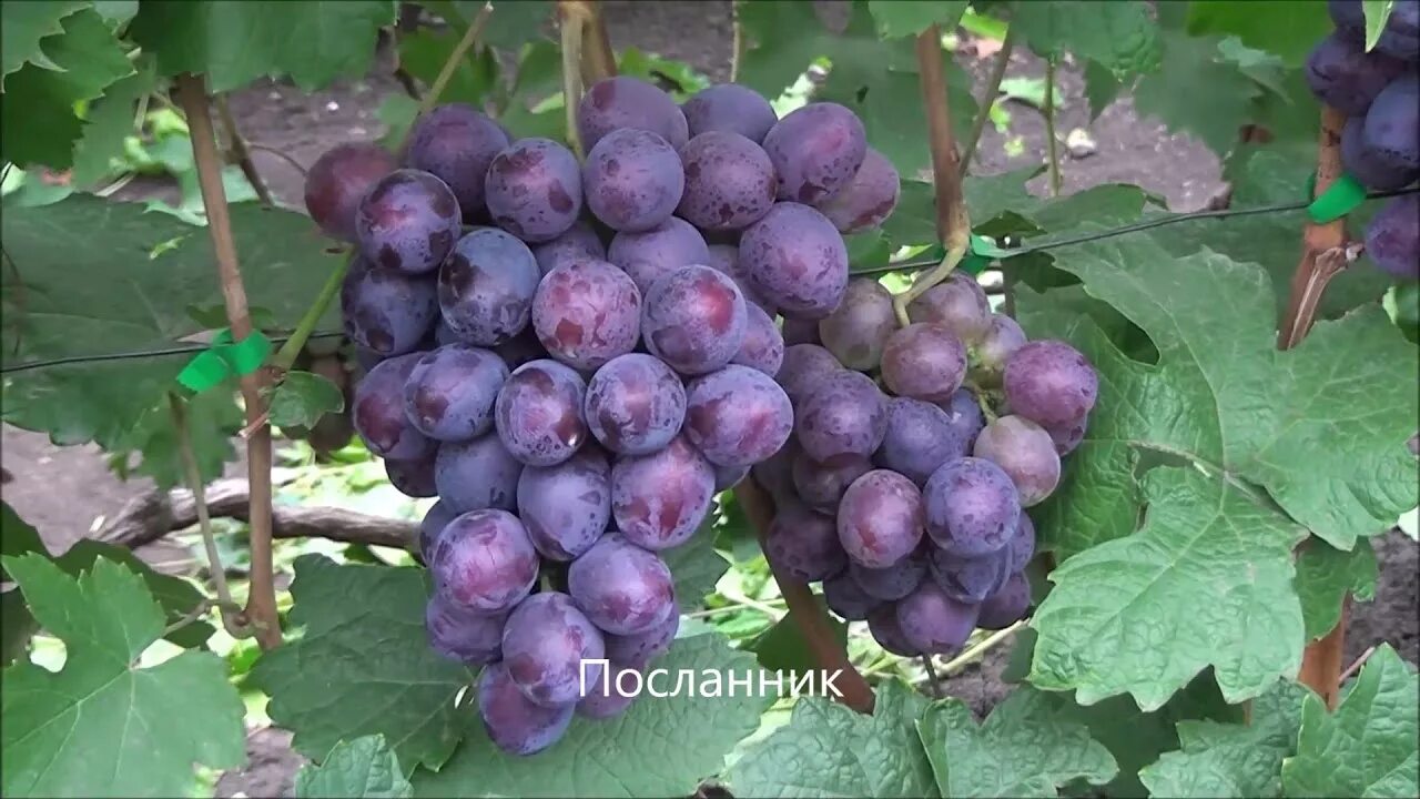 Виноград Пальмира - Садовник полуострова