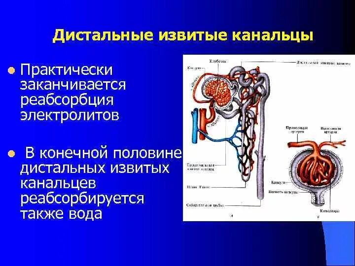 Какова функция извитого канальца нефрона. Функции дистального канальца нефрона. дистальный извитой каналец функции. дистальный каналец нефрона функции. роль дистальных канальцев нефрона.