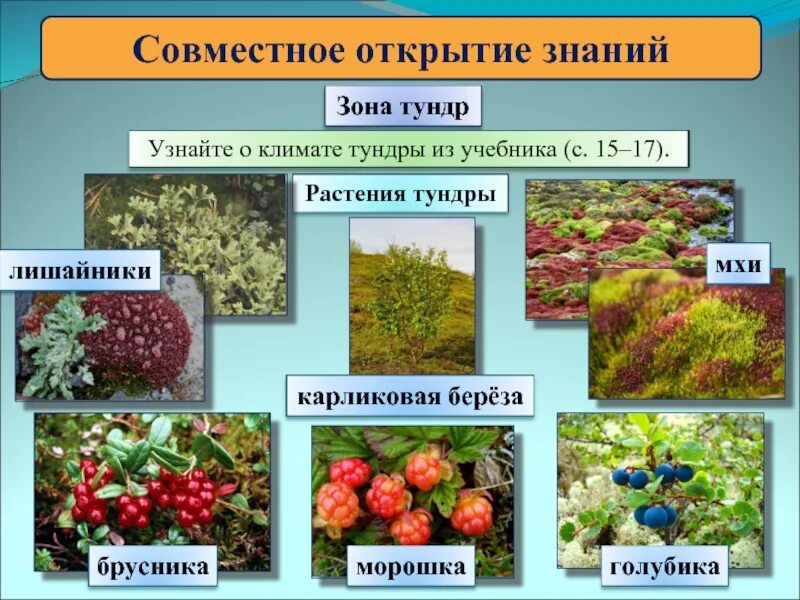 Растительном какой природной зоне