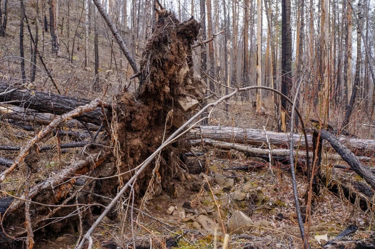 Бурелом 2025. Поваленное дерево. сухостой ветровал бурелом. корни поваленного дерева.