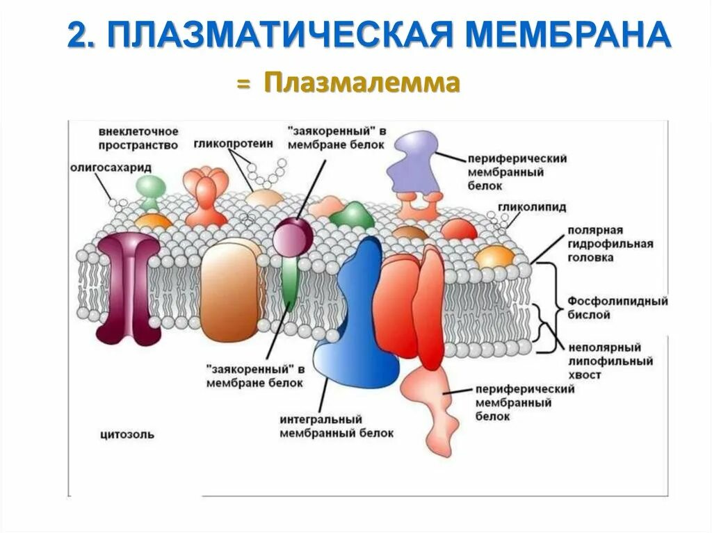 Плазмалемма и мембрана. Плазматическая мембрана. Схематическое изображение плазматической мембраны. Строение плазматической мембраны.