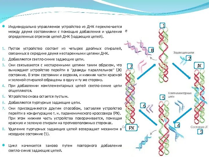 Расплетание цепей днк. Устройство ДНК. Восстановление Цепочки ДНК. Цепи ДНК параллельны. Наноконструкции из ДНК.