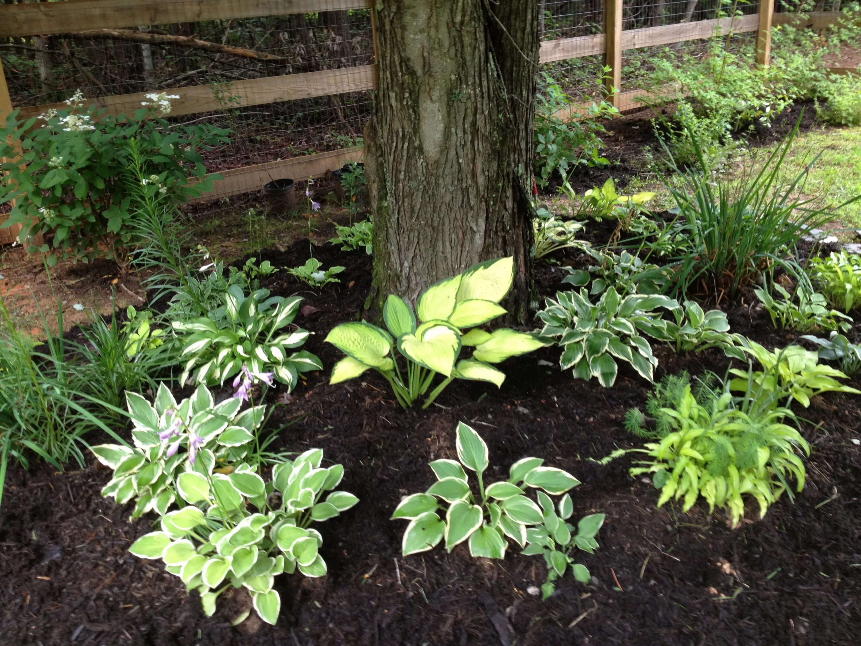 Хосты в ландшафте. Хосты в ландшафте. Хоста посадка. Хоста бордер стрит. Миксбордер с хостой.