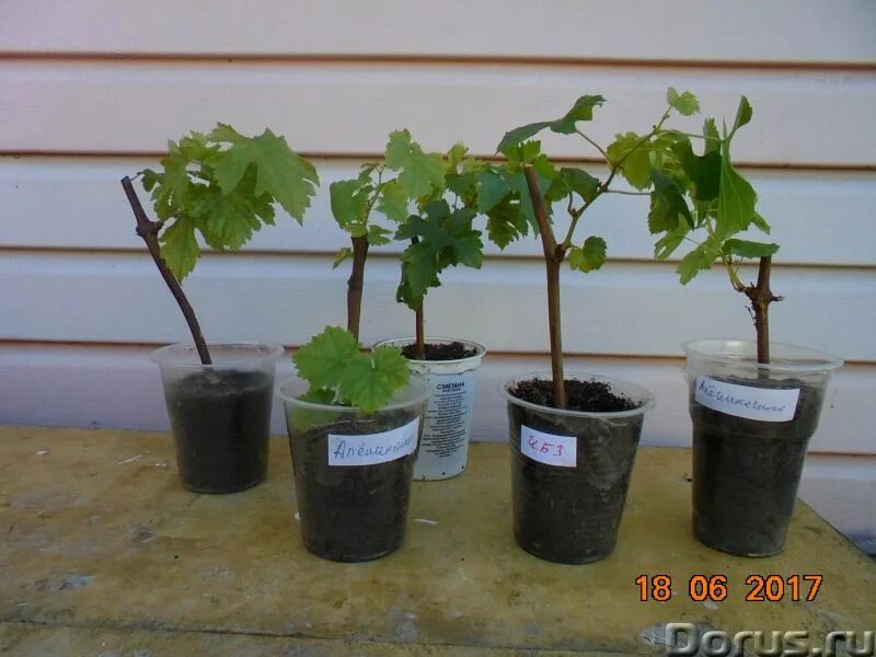 виноград на алтае. сорта винограда кишмиш велес. выращивание винограда в контейнерах. саженцы винограда в новосибирске. виноград аметист новочеркасский.