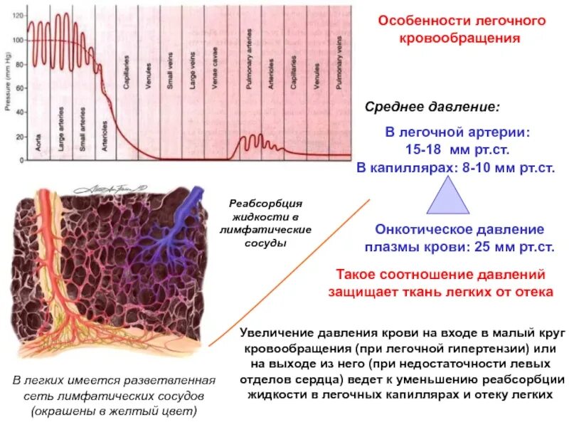 Легочный капиллярный кровоток норма. Онкотическое давление крови в капиллярах. Давление в легочных капиллярах в норме. Среднее давление вкаппиляра.